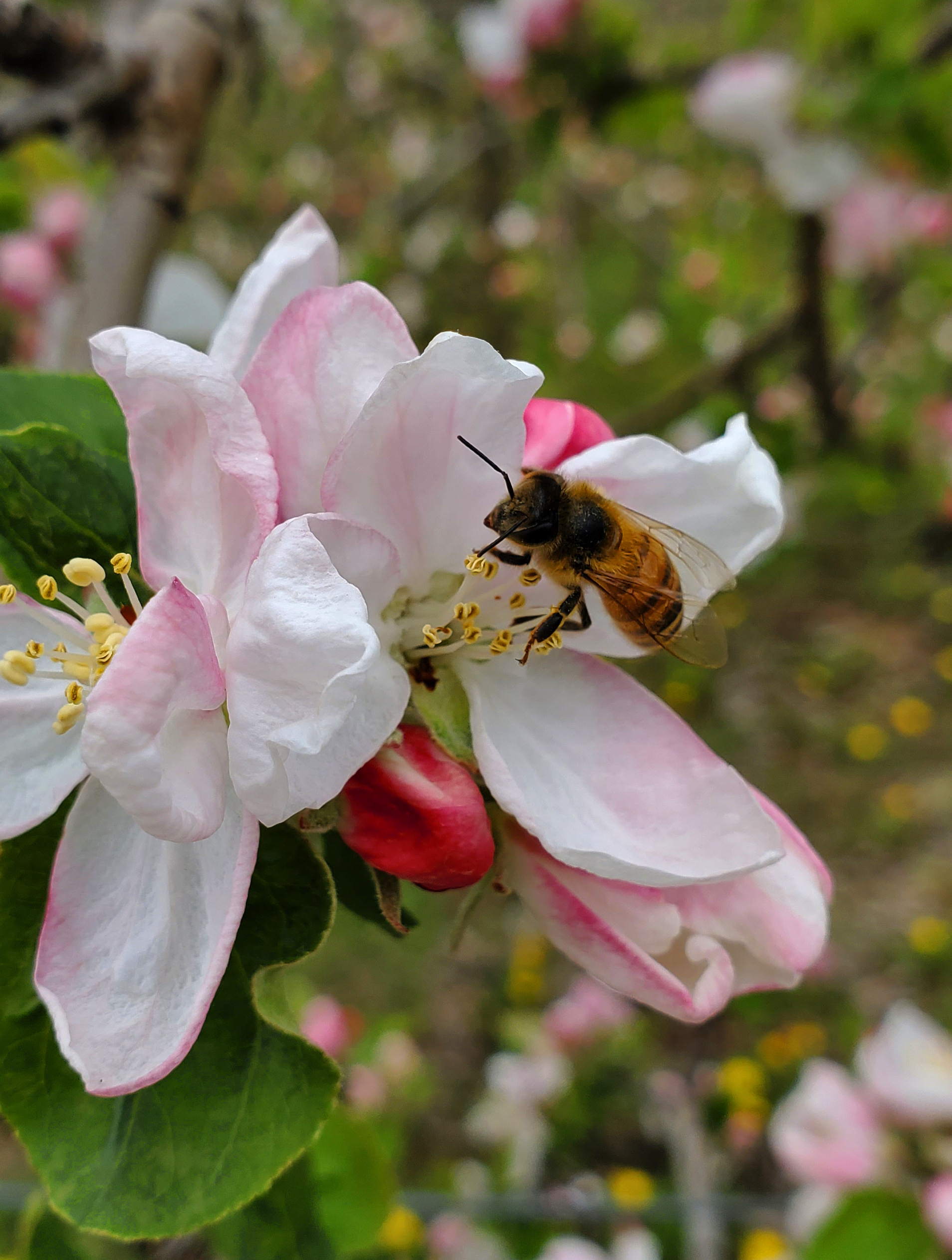 Bee on an apple blossom